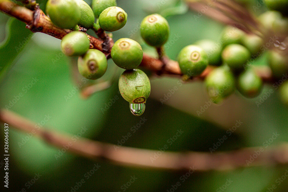 Coffee cherries. Coffee beans on coffee tree, branch of a coffee tree with ripe fruits with dew. Concept Image. Coffee cherries. Coffee beans on coffee tree, branch of a coffee tree with ripe fruits with dew. Concept Image.