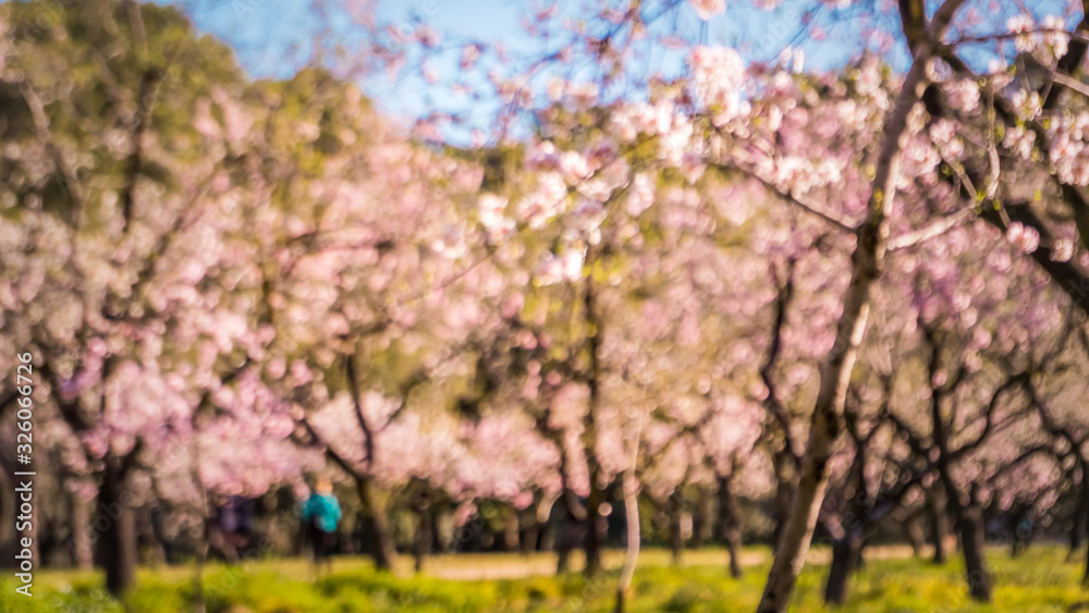 A blurry unfocused background picture of tall trees with flowers that bloom first in spring