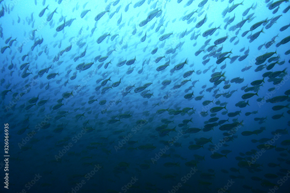 Looking up at school of horse mackerel