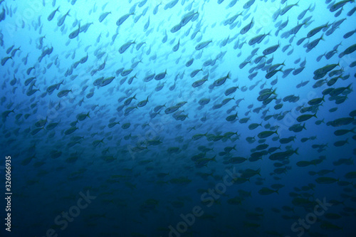 Looking up at school of horse mackerel © fugu