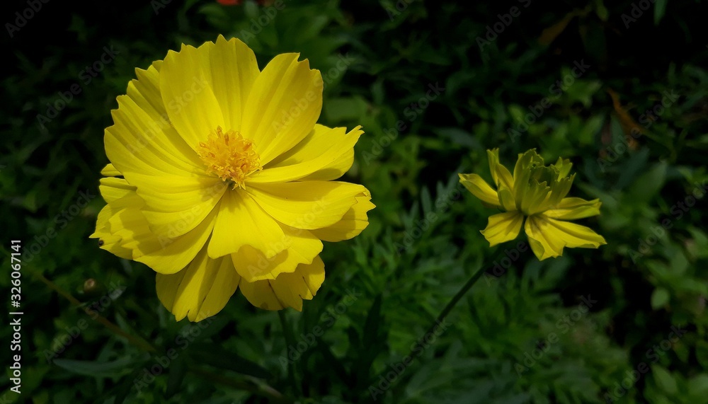 yellow flowers in the garden yellow flowers in the garden