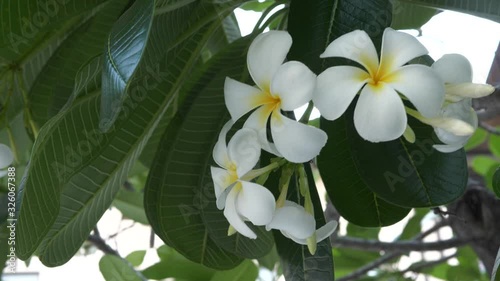 Plumeria white flower on branch with fresh green leaves on plant, swaying by wind. Spa nature concept. 4K