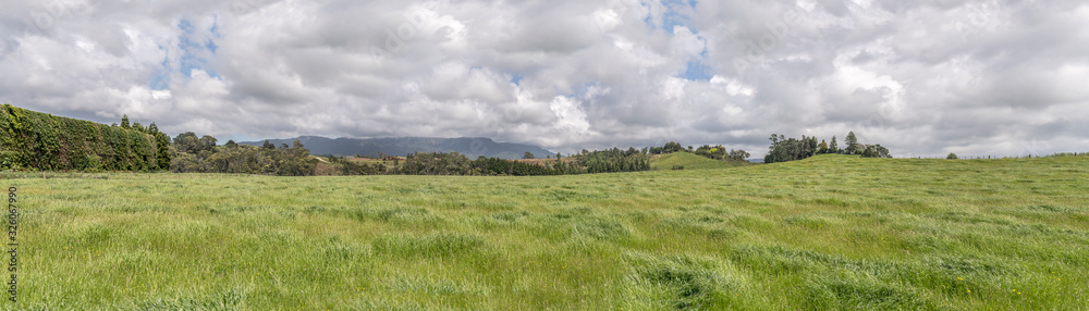 green windswept fields, near Wakamarama, New Zealand