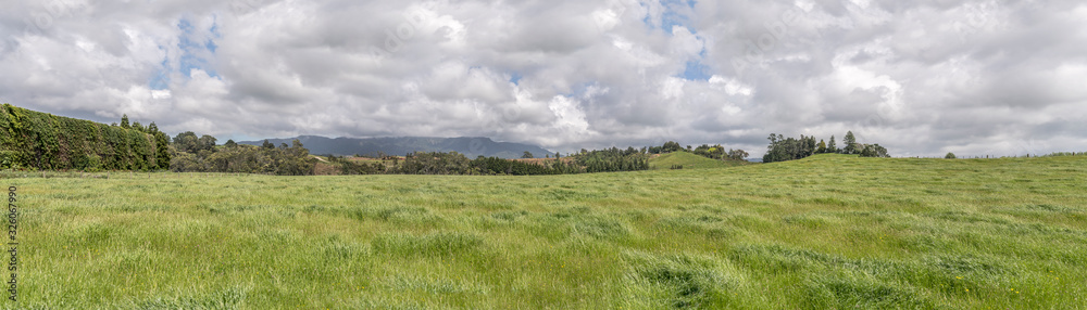 Obraz premium green windswept fields, near Wakamarama, New Zealand