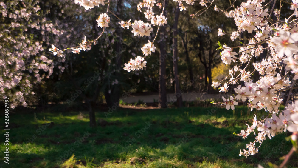 A blurry unfocused background picture of tall trees with flowers that bloom  first in spring Stock Photo | Adobe Stock