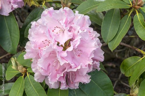 pink blossoming Rhododendrum flower at park, Rotorua, New Zealand photo