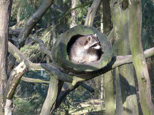 Waschbär photo