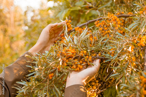 Female hands collect sea buckthorn