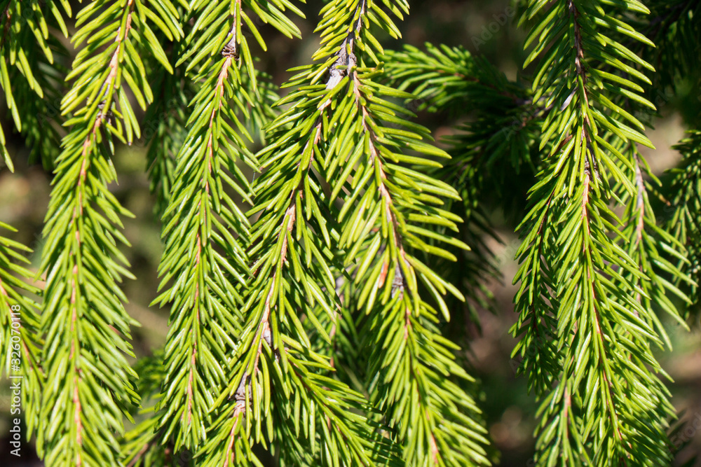 green spiny branches of fir or pine, background green spiny branches of fir or pine, background
