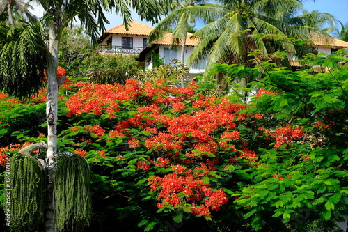 Batam Indonesia - Houses and blooming trees in Nongsa Beach area photo