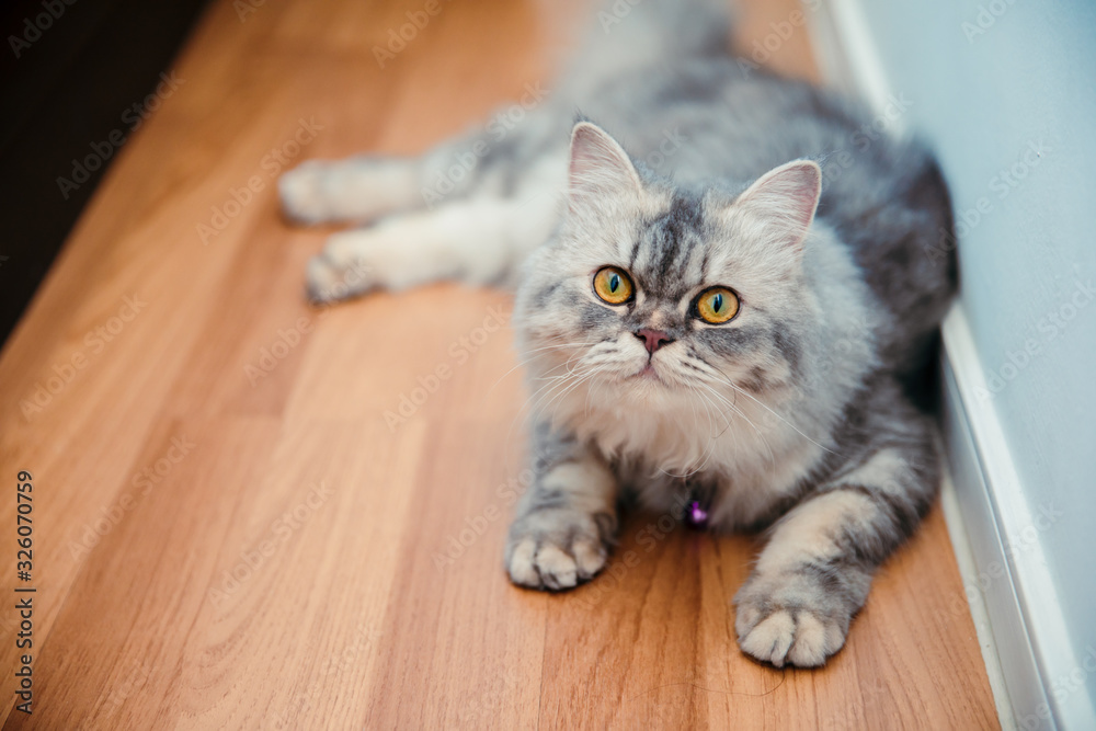 Adorable cute gray chinchilla persian cat lying on the wooden floor at home