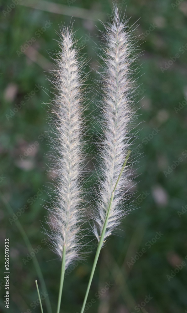 grass in the wind grass in the wind