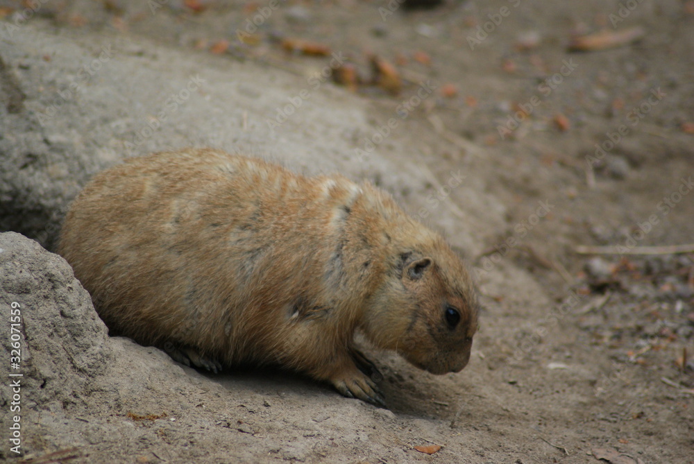 Obraz premium Prairie Dog