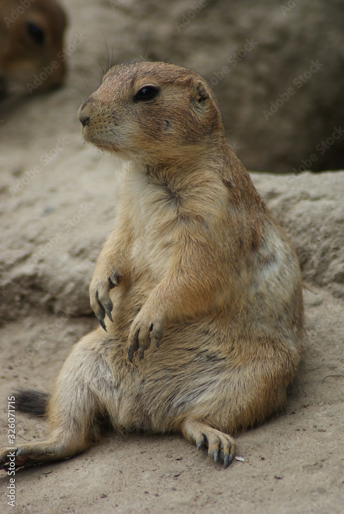 Prairie Dog Prairie Dog