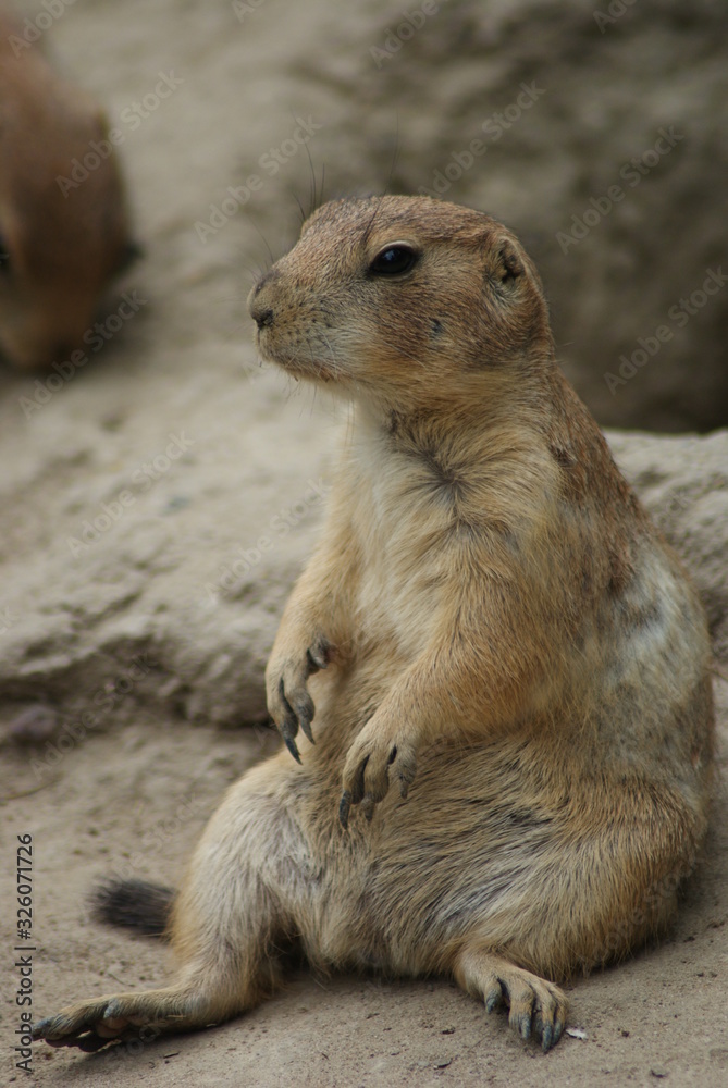 Prairie Dog