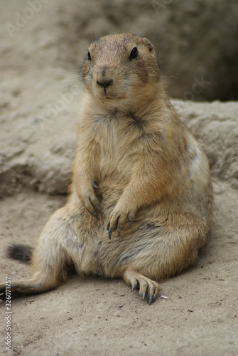 Prairie Dog