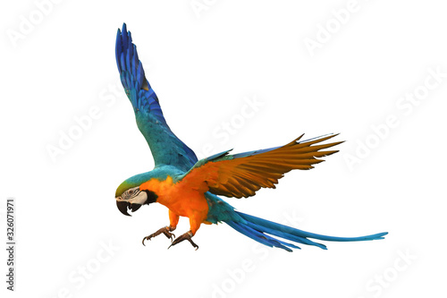 Colorful macaw parrot flying isolated on white.