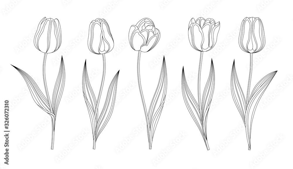 Collection Of Vector Hand Drawn Tulips With Stem And Leaf. Set Of Different Spring Flowers. Isolated Tulip Sketch Cliparts. Feather Black Lines, Tulip Buds, Blooming Flowers. Transparent Background.