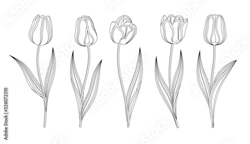 Collection Of Vector Hand Drawn Tulips With Stem And Leaf. Set Of Different Spring Flowers. Isolated Tulip Sketch Cliparts. Feather Black Lines, Tulip Buds, Blooming Flowers. Transparent Background. #326072310