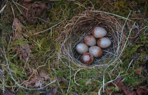 European robin( Erithacus rubecula) nest with six small eggs shot in a nest box