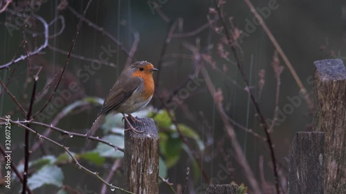 Bird In Rain Robin Red Breast 4K Detailed Water Drops Wet