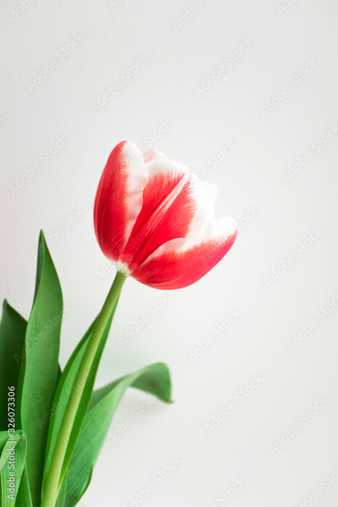 Pink tulip. Minimalist postcard to Happy birthday, Valentine's Day, Mother's day, wedding or other holidays. Beautiful flower bloom, vertical Pink tulip. Minimalist postcard to Happy birthday, Valentine's Day, Mother's day, wedding or other holidays. Beautiful flower bloom, vertical