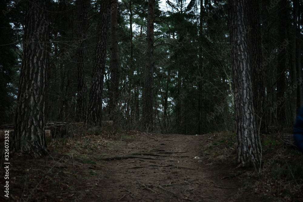 Fototapeta premium forest path