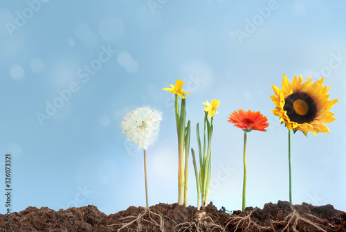 Spring flowers growth
