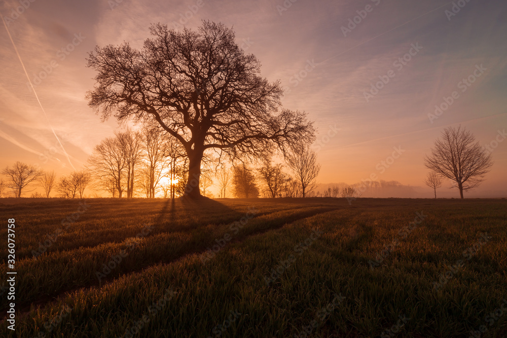 single tree in magical morning light with sun rays, tree funeral, pasture burial