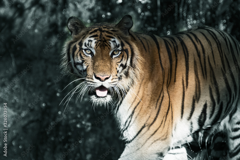Fototapeta premium Photos of tiger naturally.