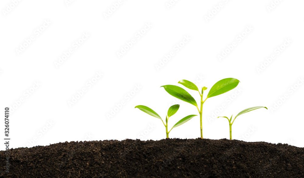 Group of young plant growth from the forest or seedling that is growing from the soil, with copy space on the left on white background with clipping path. Group of young plant growth from the forest or seedling that is growing from the soil, with copy space on the left on white background with clipping path.