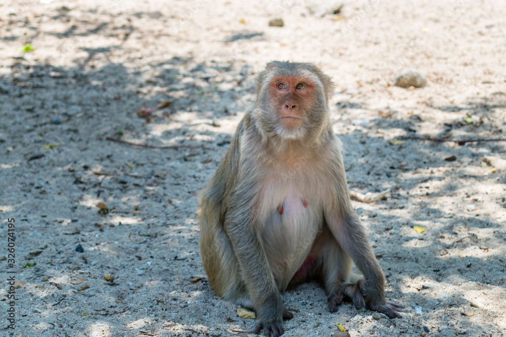 Old monkey with big eyes and facial hair sits on ground