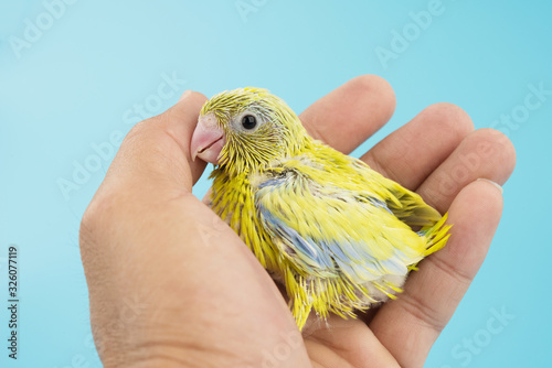 Baby little bird parrot parakeet forpus american yellow color on hand isolated on blue background