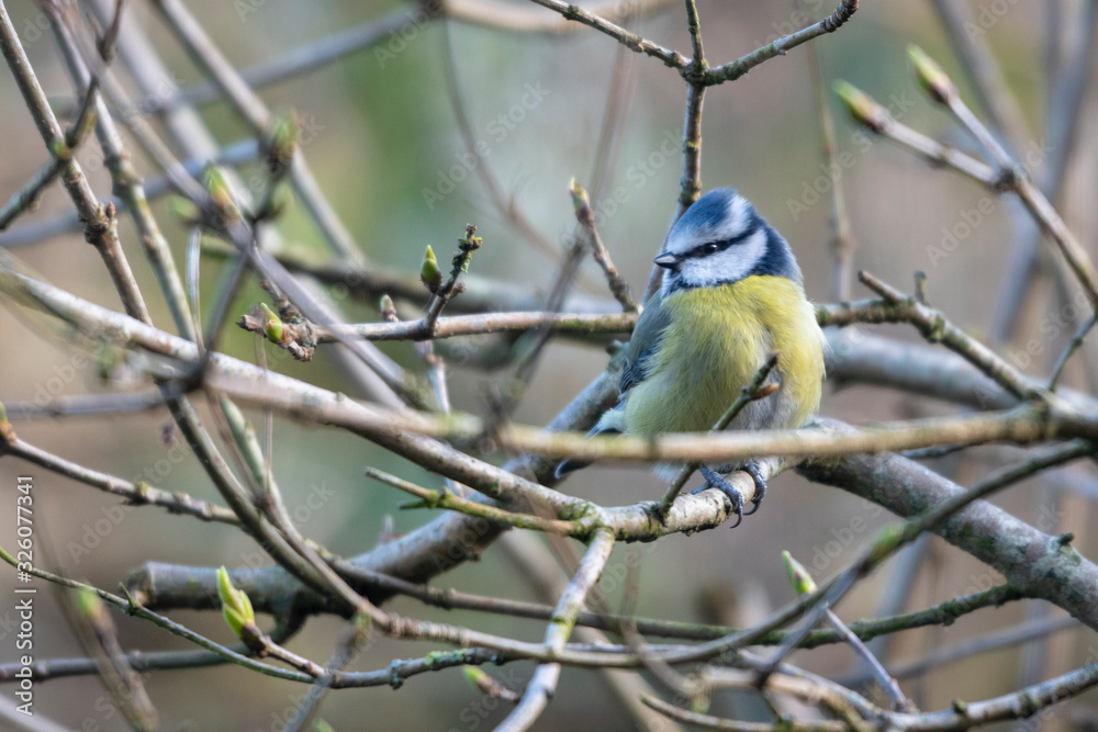 Fototapeta premium A Blue Tit (Cyanistes caeruleus) perches on a twig posing for a close up head shot portrait.