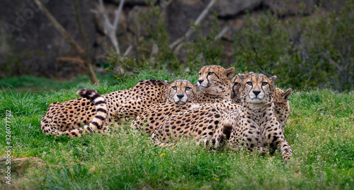 Group of cheetahs lying in the green grass