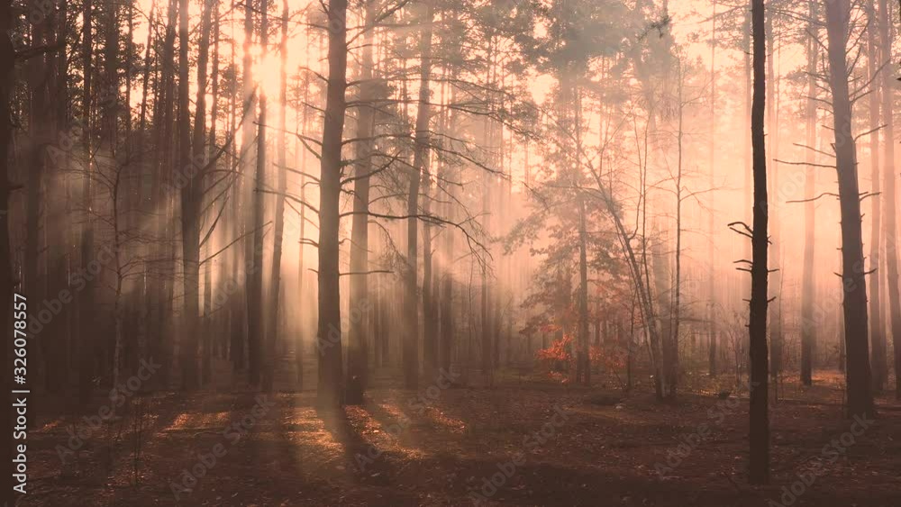 Mystical radiance in the forest, slow flight of the drone, rays of the sun make their way through the fog. Mystical radiance in the forest, slow flight of the drone, rays of the sun make their way through the fog.