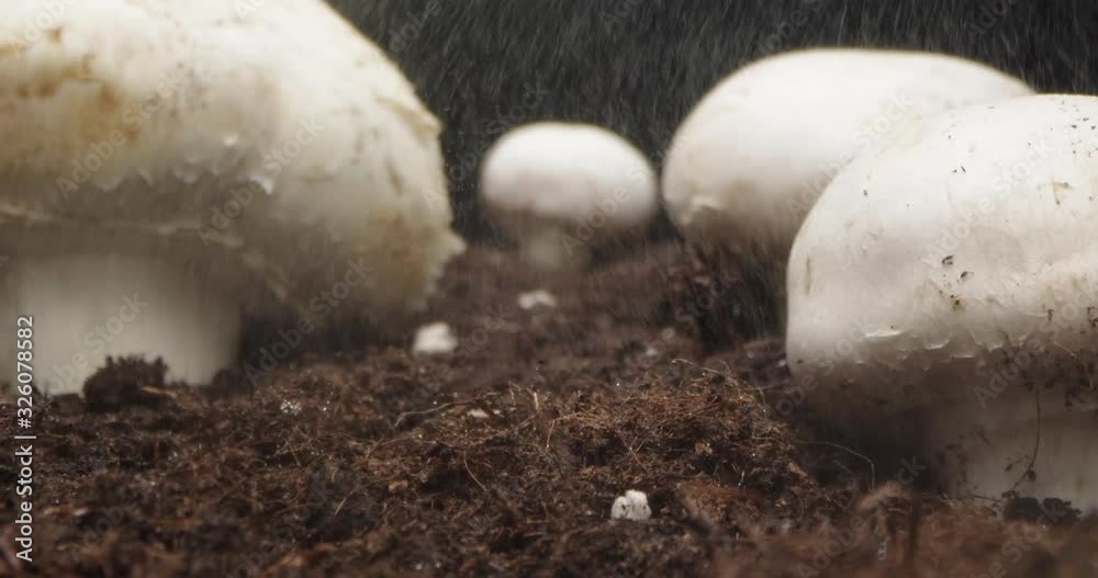 Camera passage over champignon mushrooms growing from the soil Camera passage over champignon mushrooms growing from the soil