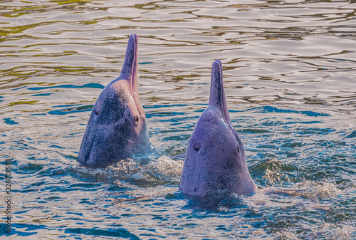 Indo-Pacific Humpback Dolphin They are wise and lovable