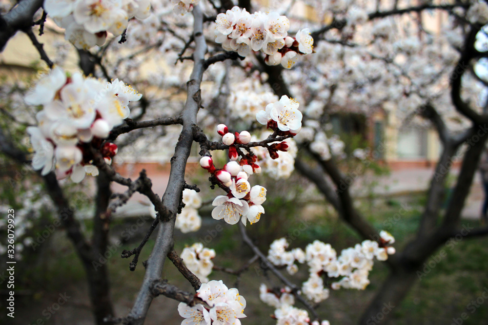 Close up cherry blossom in the garden with green grass - Stock image. Blooming Japanese sakura buds and flowers on light sky with copy space. Close up cherry blossom in the garden with green grass - Stock image. Blooming Japanese sakura buds and flowers on light sky with copy space.