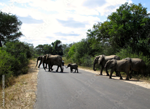 The famous Kruger National Park one of the oldest game reserves of the African continent with the world s largest collection of animal species in South Africa - DUR
