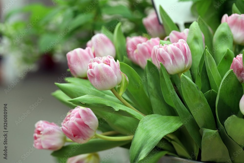 a bouquet of flowers, delicate white and pink tulips a bouquet of flowers, delicate white and pink tulips