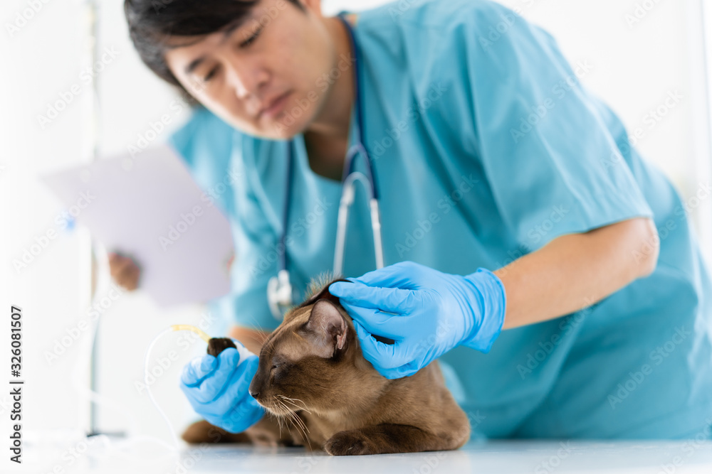Blurred of young asian veterinarian is checking up the cat's ears in vet clinic, concept of medical and healthcare of pet animal. Blurred of young asian veterinarian is checking up the cat's ears in vet clinic, concept of medical and healthcare of pet animal.