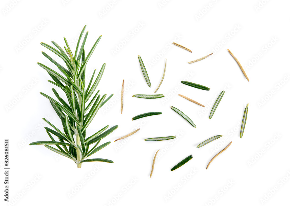 fresh rosemary isolated on white background fresh rosemary isolated on white background