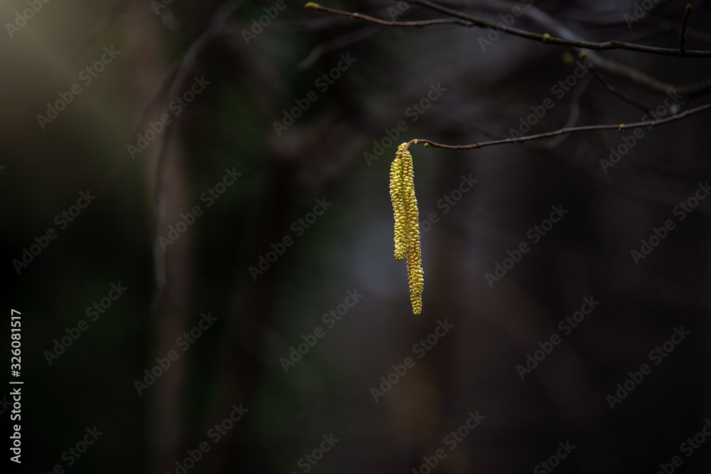  flowering hazel shrub at the end of winter against a dark background