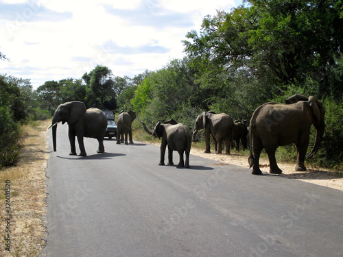 The famous Kruger National Park one of the oldest game reserves of the African continent with the world s largest collection of animal species in South Africa - DUR