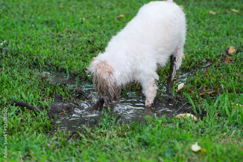 white fluffy dog play in muddy in garden and make himself very dirty.