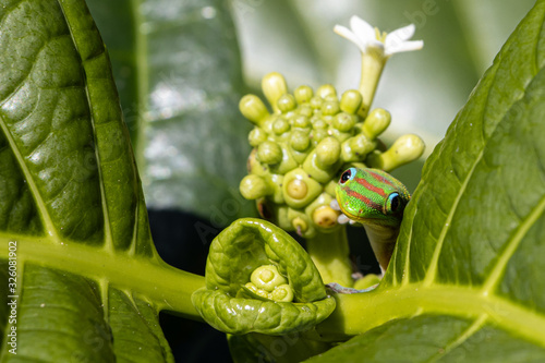 Gecko peeking out