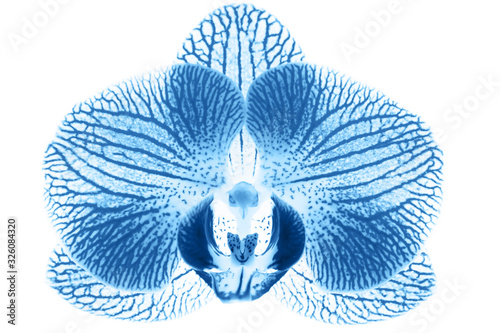 Blue orchid flower on a white background blue phalaenopsis background photo