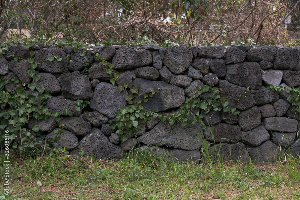  A vine that blooms through a stone wall