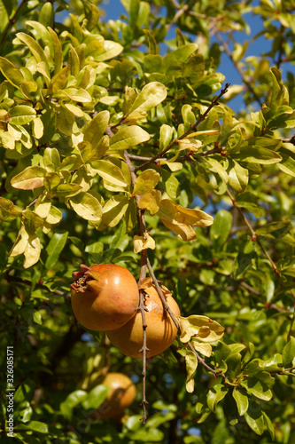 Silves (Algarve) Portugal. Fruit of the granda in the garden of the Castle of Silves photo